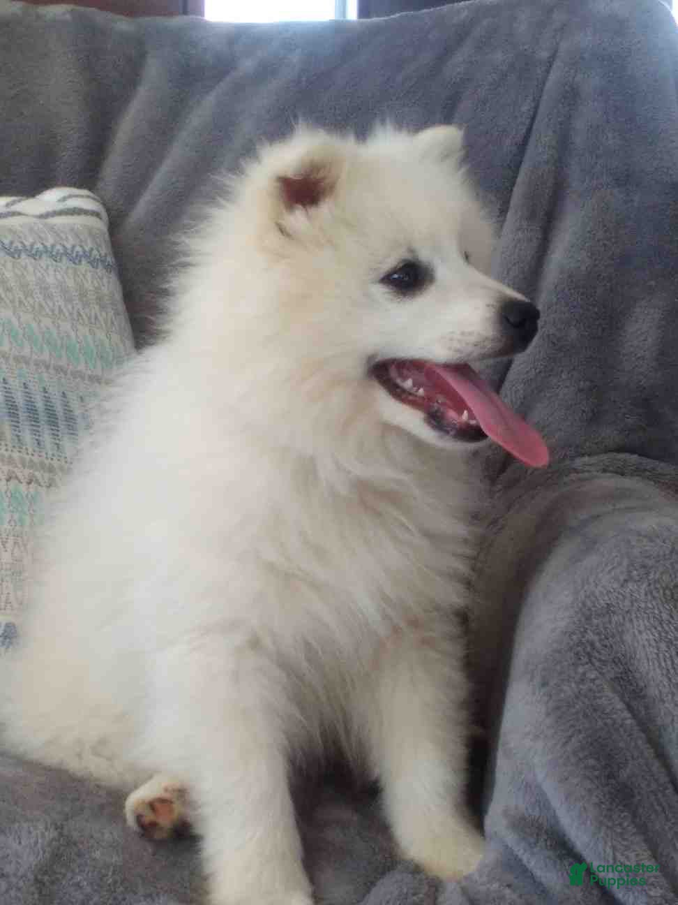 American Eskimo dogs Dylan - Ad 2