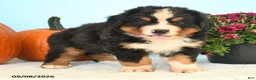 Bernese Mountain Dog dogs for sale: Clint - Ad 4