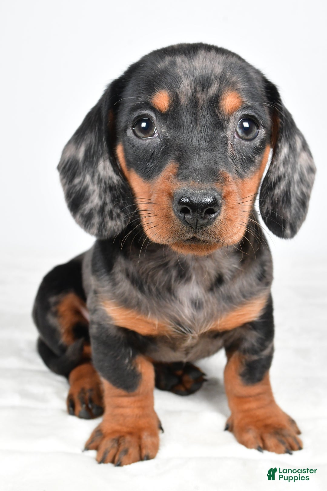 Miniature Dachshund dogs for sale: Cassidy - Ad 7