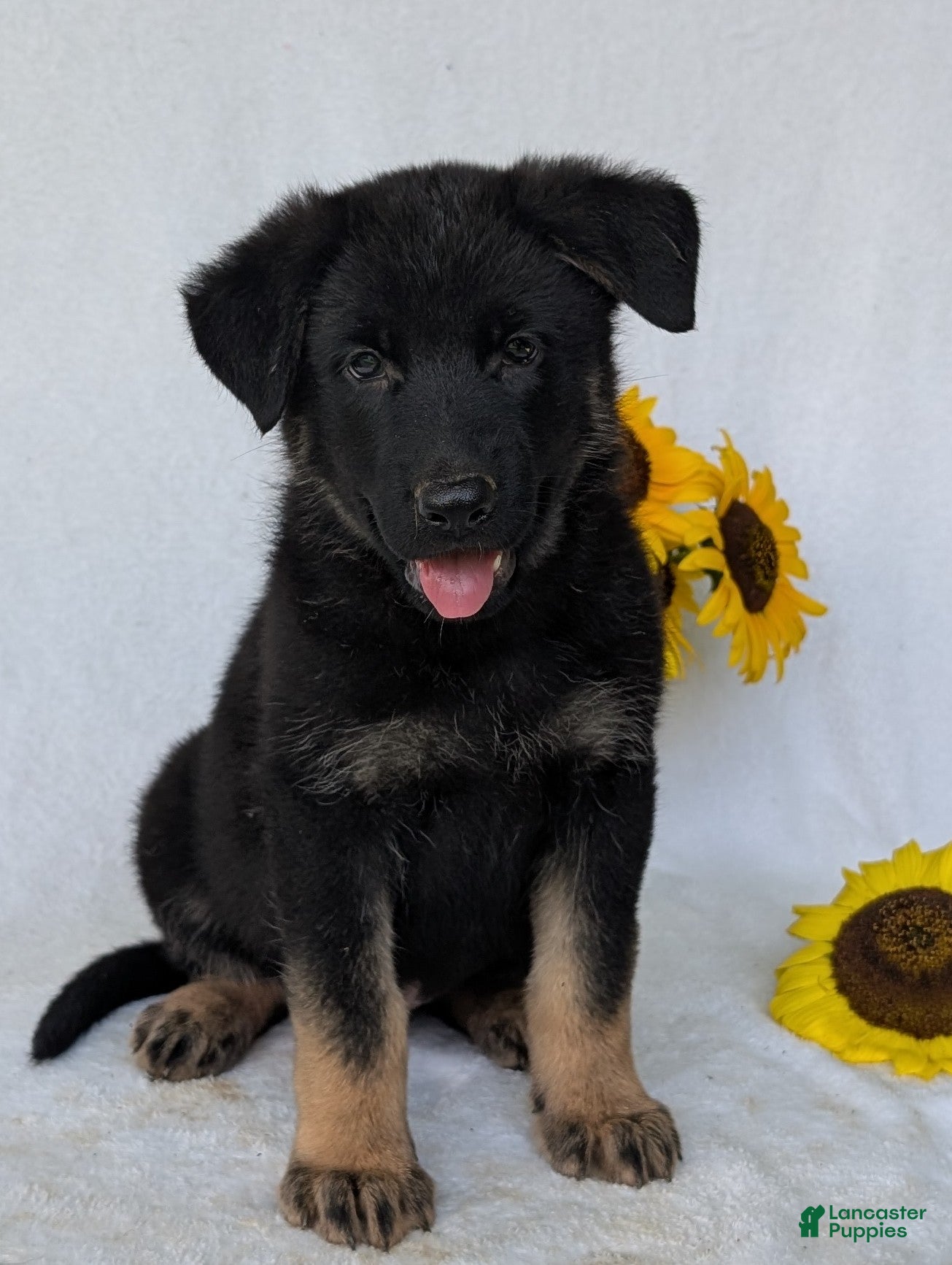 German Shepherd dogs Denzel  - Ad 1