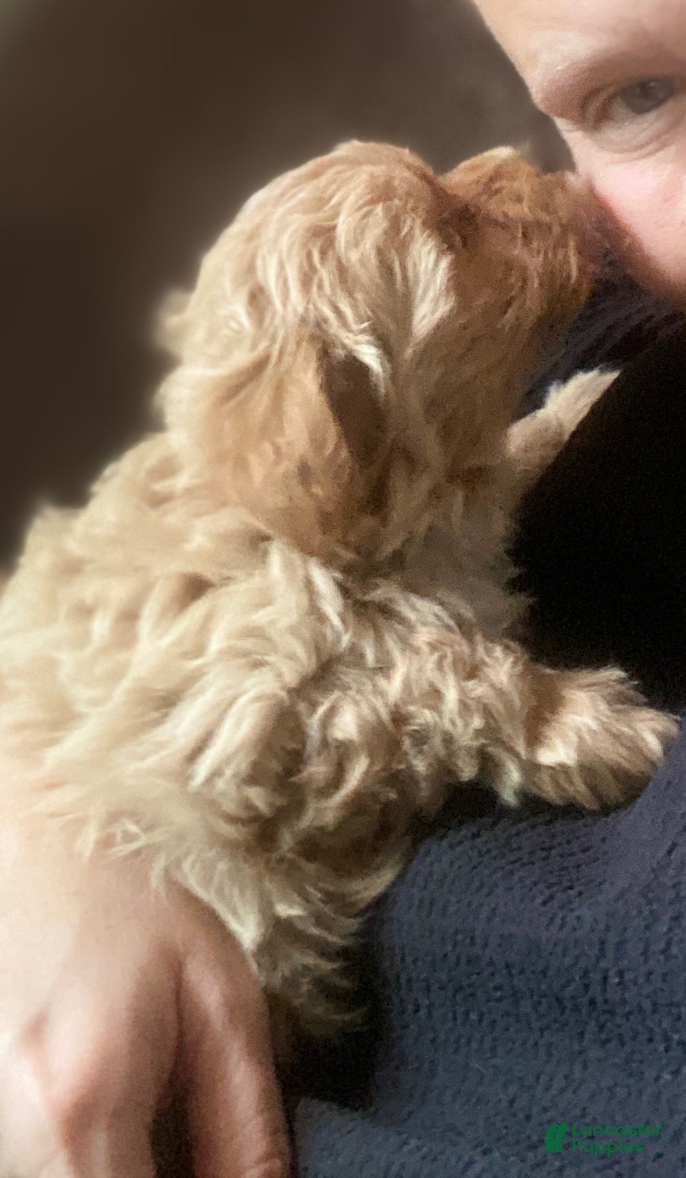 Maltipoo dogs ♥️LITTLE DARLING ♥️ - Ad 2