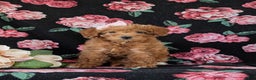 Mixed Breed dogs for sale: Dora Hypoallergenic - Ad 5
