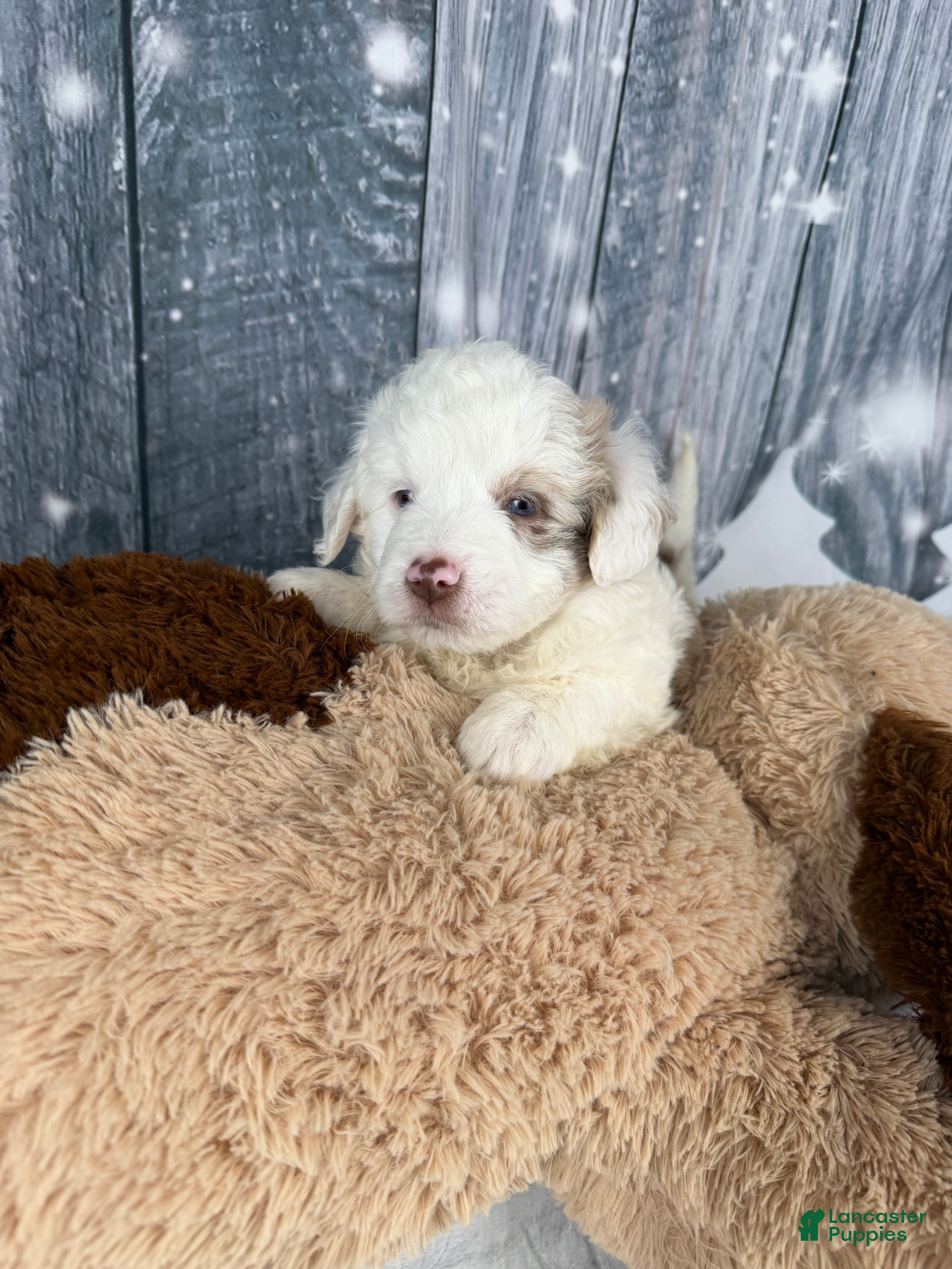 Aussiedoodle dogs Hayden - Ad 2