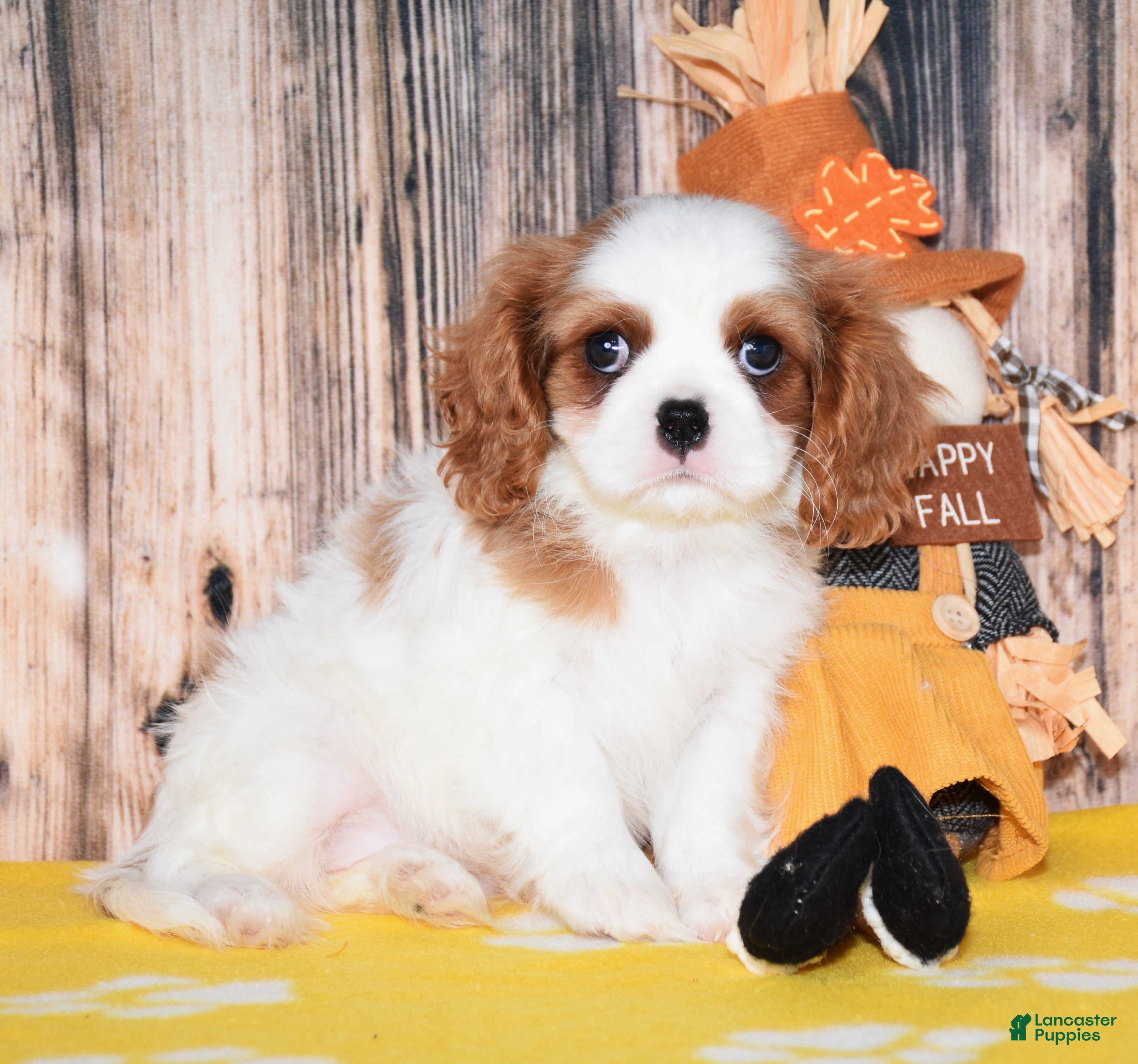 Cavalier King Charles Spaniel dogs for sale: Gia - Ad 1