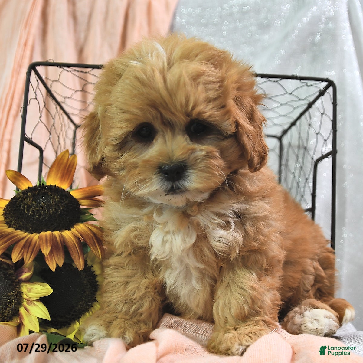 Shihpoo dogs Shari - Ad 2