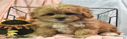Shihpoo dogs for sale: Shari - Ad 2