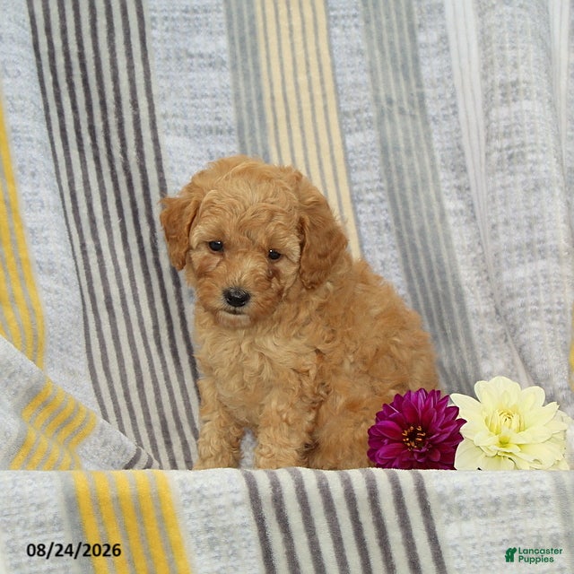 Toy Poodle dogs Victor - Ad 2
