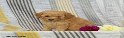 Toy Poodle dogs for sale: Victor - Ad 2