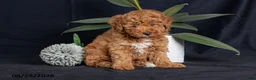 Miniature Poodle dogs for sale: Pecan - Ad 2