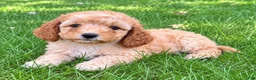 Cavapoo dogs for sale: Buddy - Ad 2