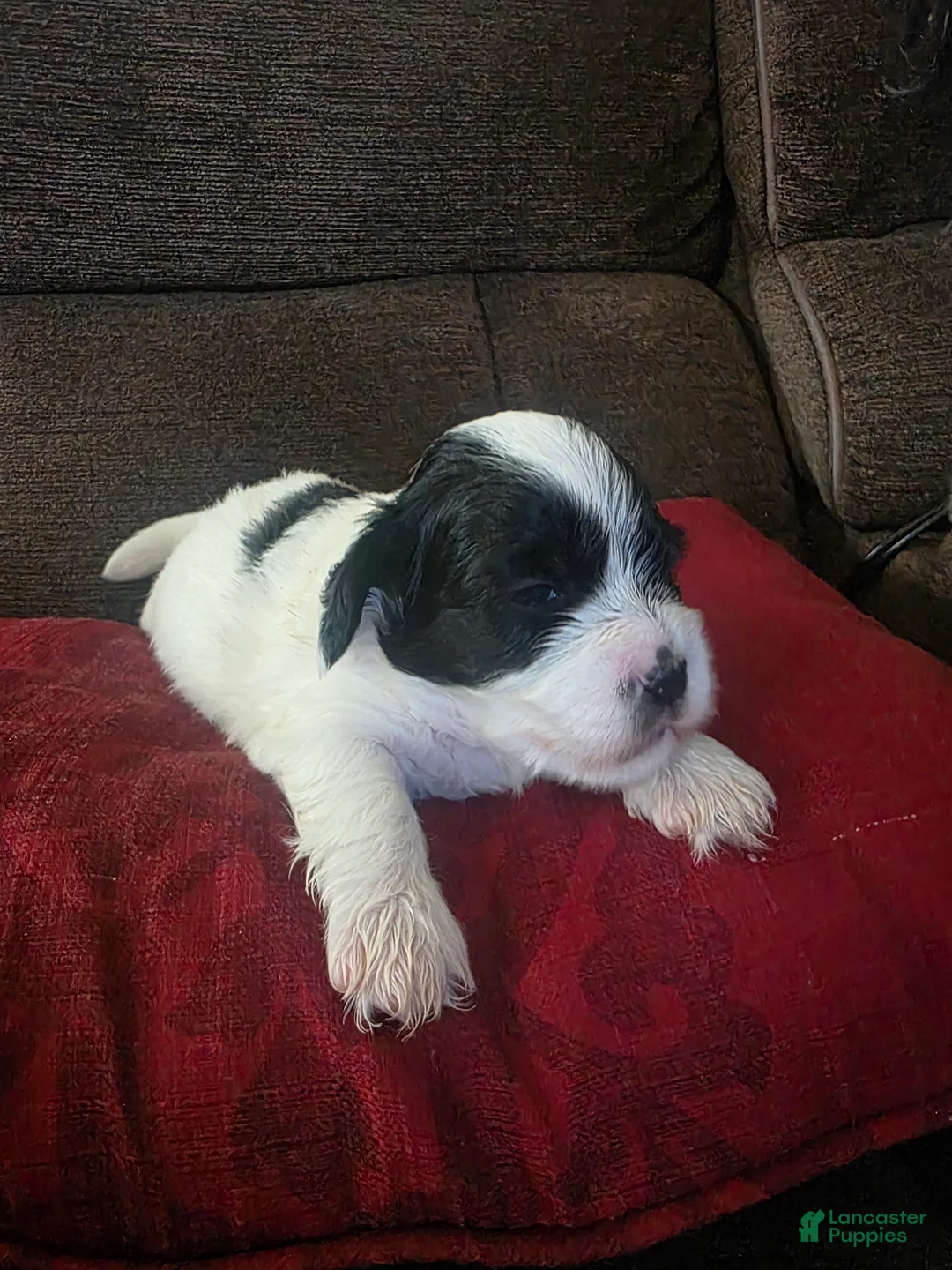 Teddy Bear dogs for sale: Teddy Bear Puppy 3 (Tank) - Ad 1