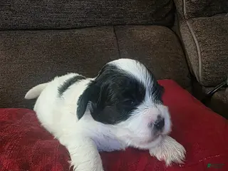 Teddy Bear dogs Teddy Bear Puppy 3 (Tank) - Ad 29