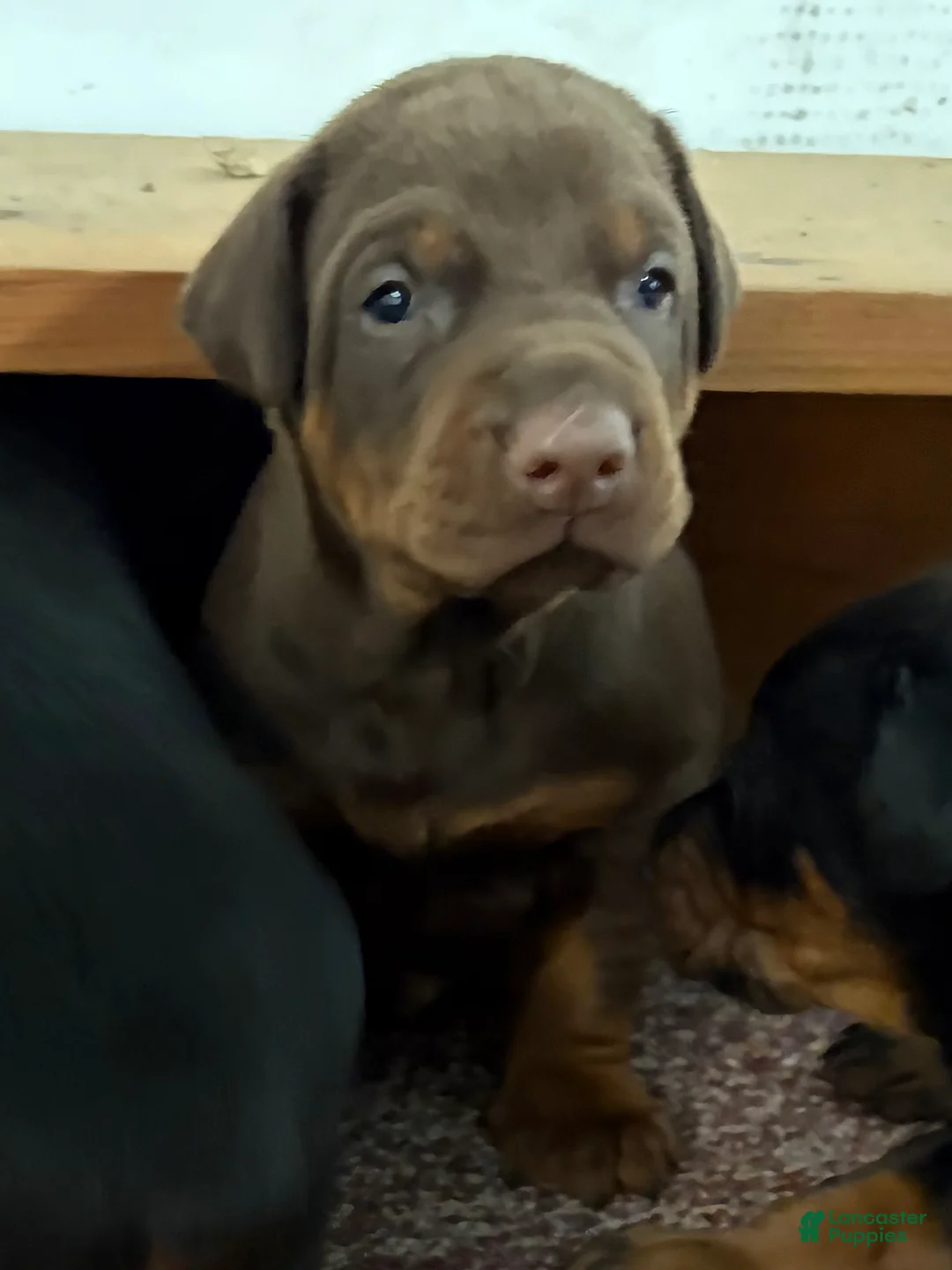 Doberman Pinscher dogs for sale: Doberman Pinscher Puppy 1 - Ad 1