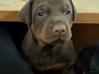 Doberman Pinscher dogs Doberman Pinscher Puppy 1 - Ad 23