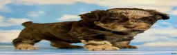 Pekapoo dogs for sale: Joy - Ad 4