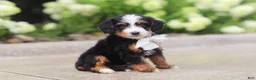 Mini Bernedoodle dogs for sale: Onyx - Ad 5