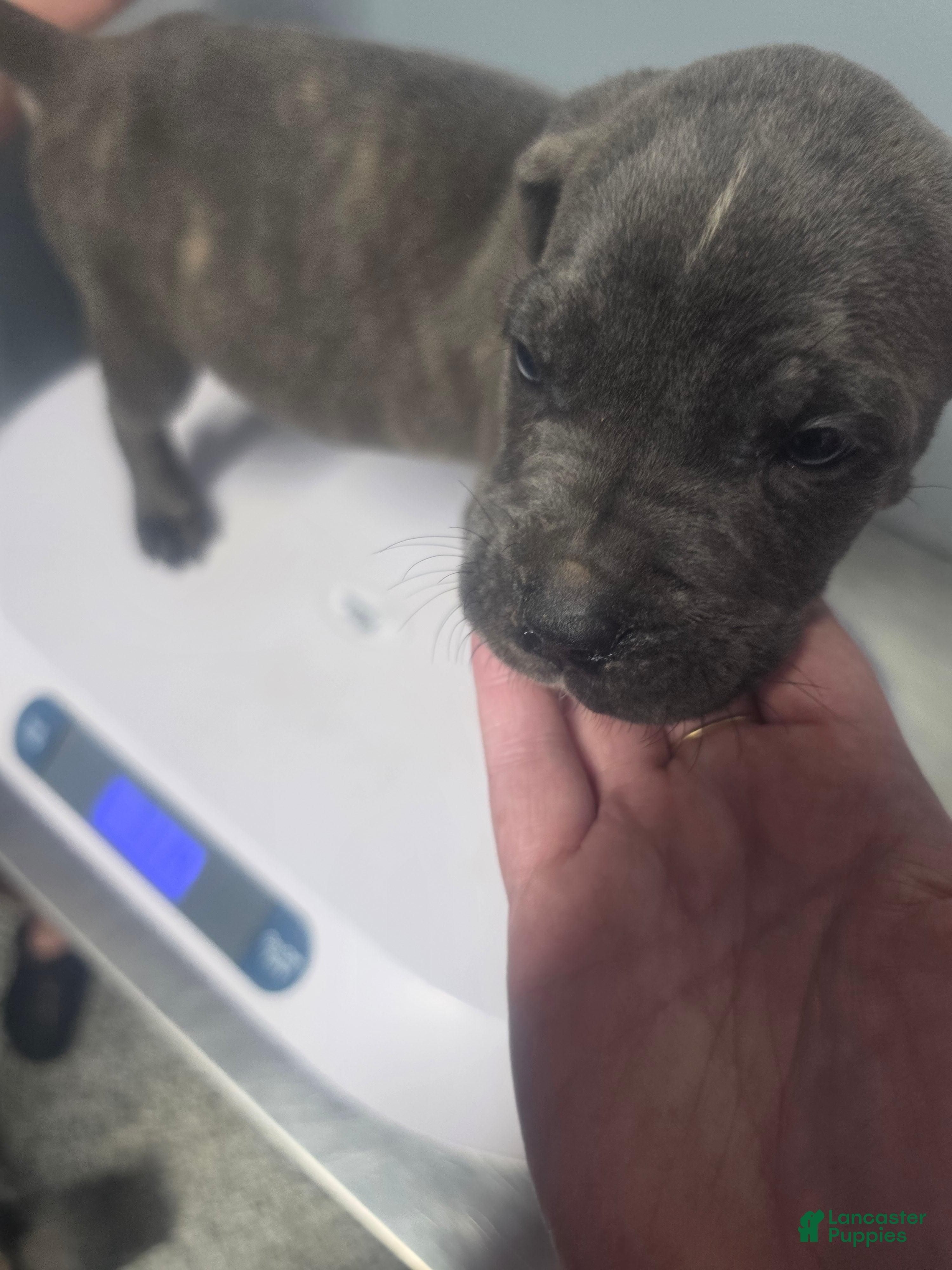 Cane Corso dogs Gray Male Brindle 1 - Ad 2