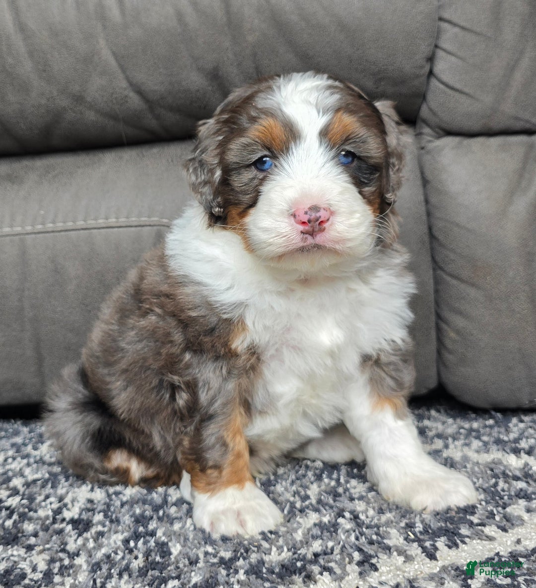 Mini Bernedoodle dogs for sale: Mini Bentley - Ad 22