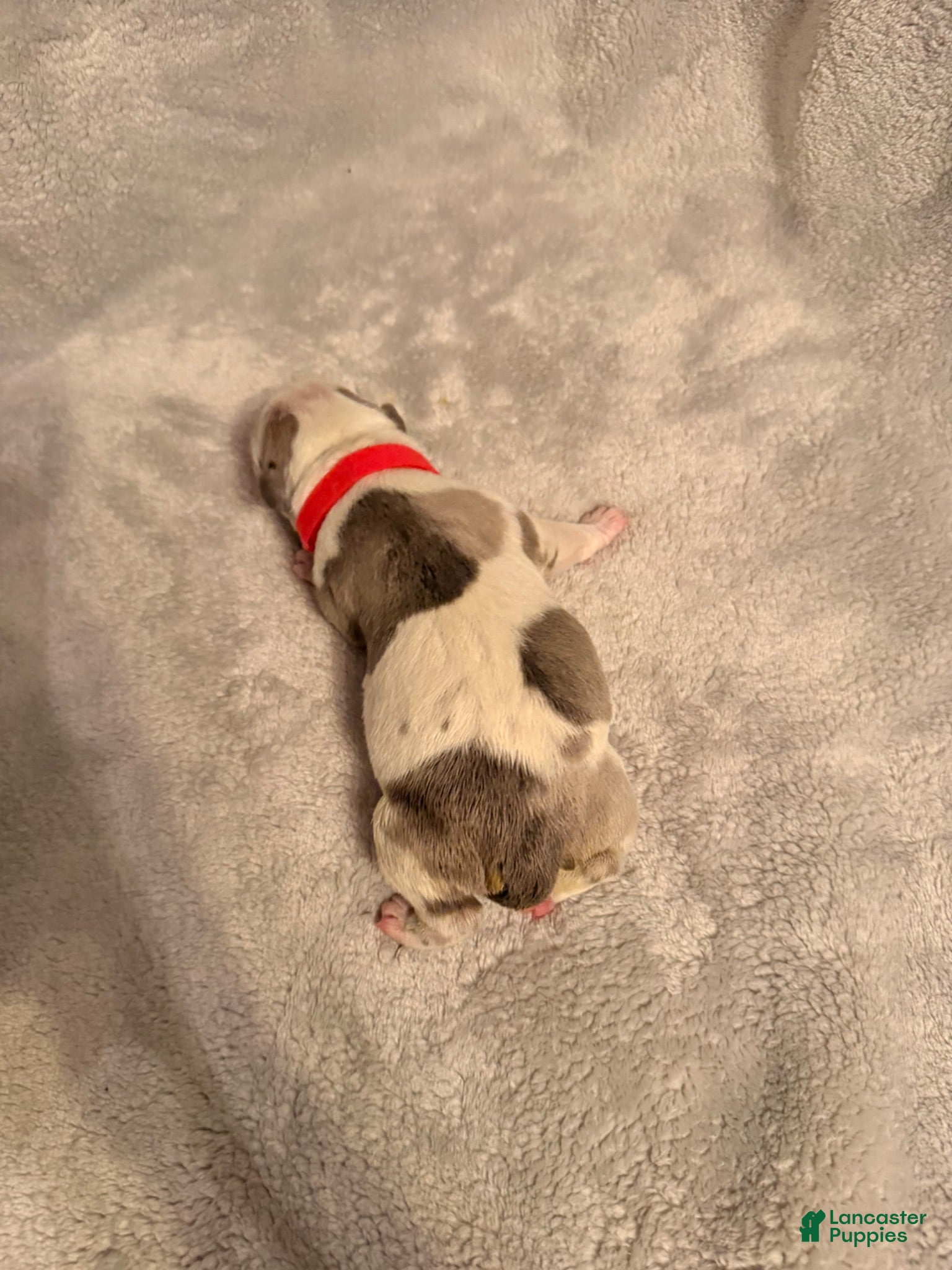 American Bully dogs Platinum Merle Red Collar  - Ad 8