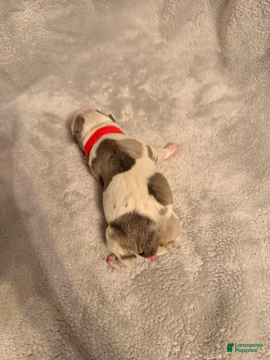 American Bully dogs for sale: Platinum Merle Red Collar  - Ad 1