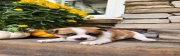 Rat Terrier dogs for sale: Peanut - Ad 2
