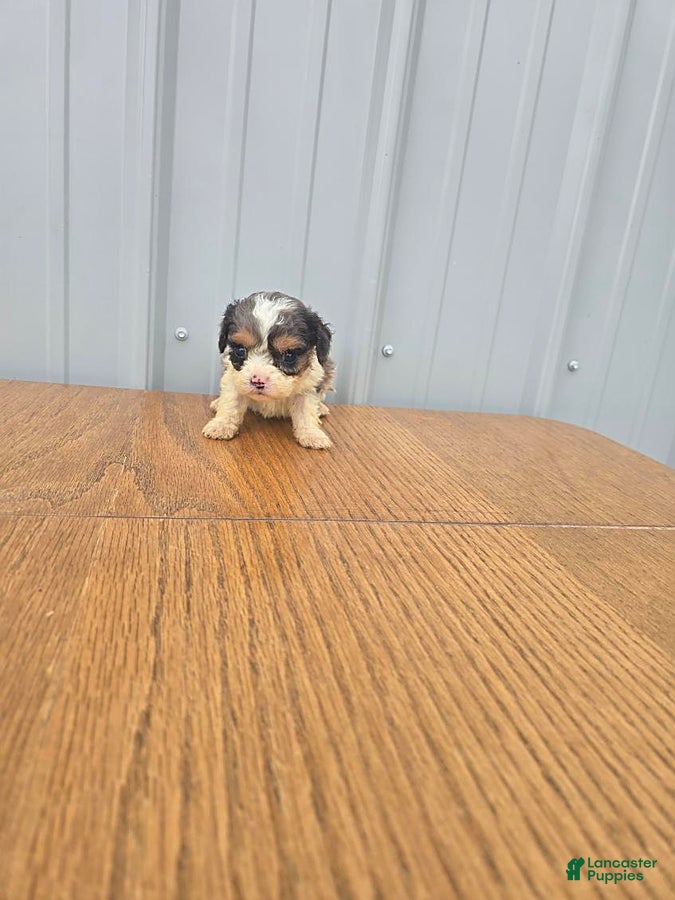Cavapoo dogs Betsy - Ad 2