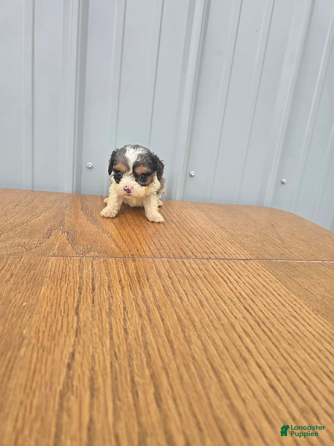 Cavapoo dogs for sale: Betsy - Ad 2