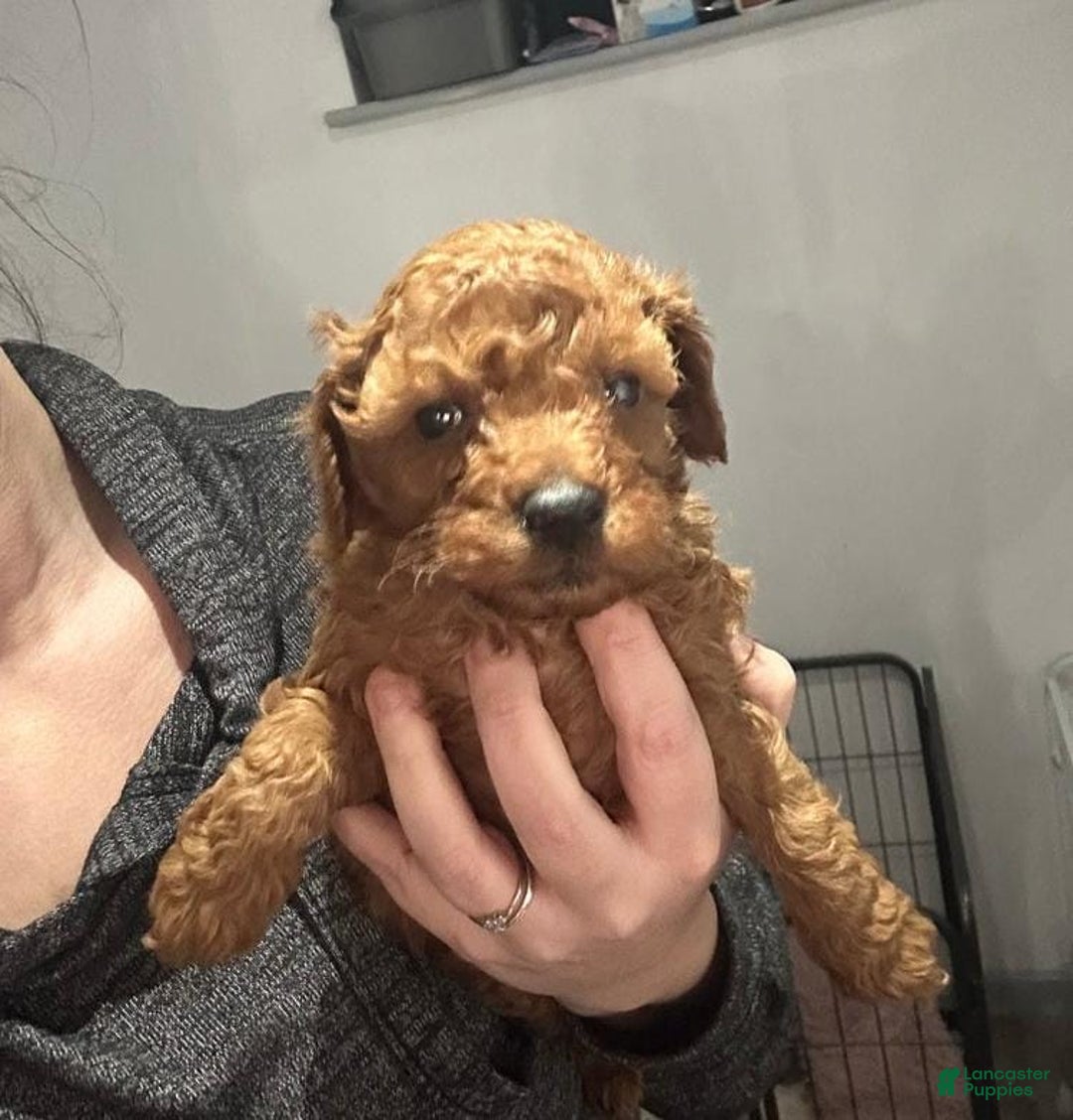 Toy Poodle dogs for sale: Lucia - Ad 4