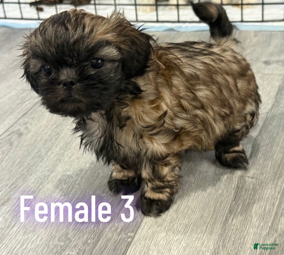 Shih Tzu dogs Shih Tzu Puppy 4 - Ad 10