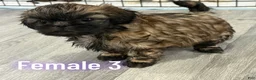 Shih Tzu dogs for sale: Shih Tzu Puppy 4 - Ad 1