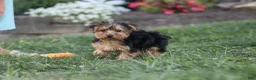 Yorkiepoo dogs for sale: Beckham - Ad 7