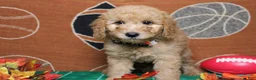 Goldendoodle dogs for sale: Meatball - Ad 3