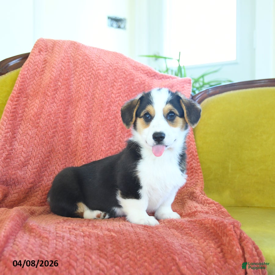 Welsh Corgi Pembroke dogs Tigger - Ad 1