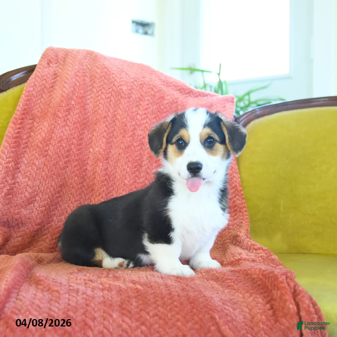 Welsh Corgi Pembroke dogs for sale: Tigger - Ad 1