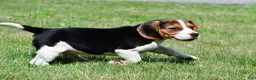 Beagle dogs for sale: Carson - Ad 13