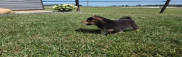 Shiba Inu dogs for sale: Randy - Ad 9