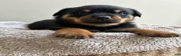Rottweiler dogs for sale: Kitkat - Ad 4