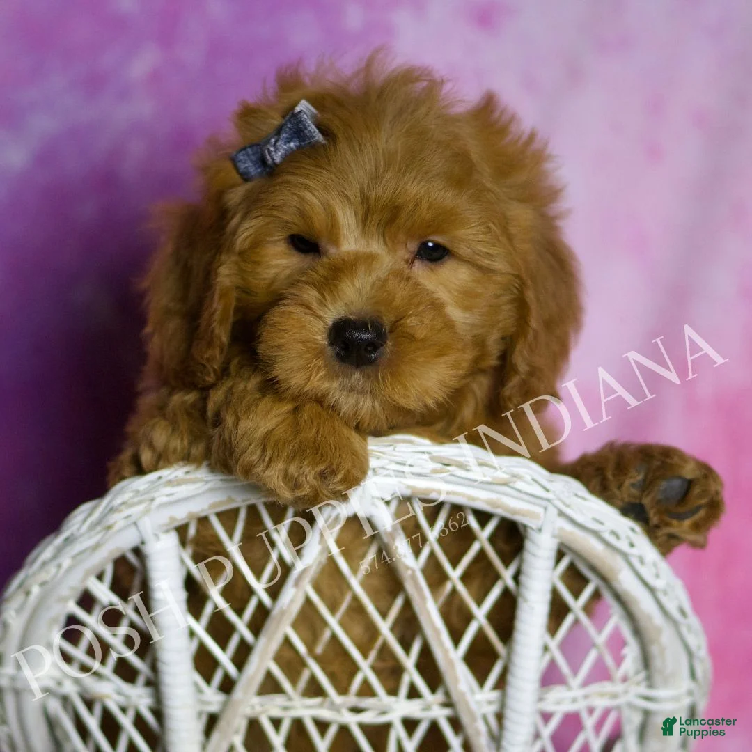 Mini Goldendoodle dogs for sale: Puffin - Ad 3