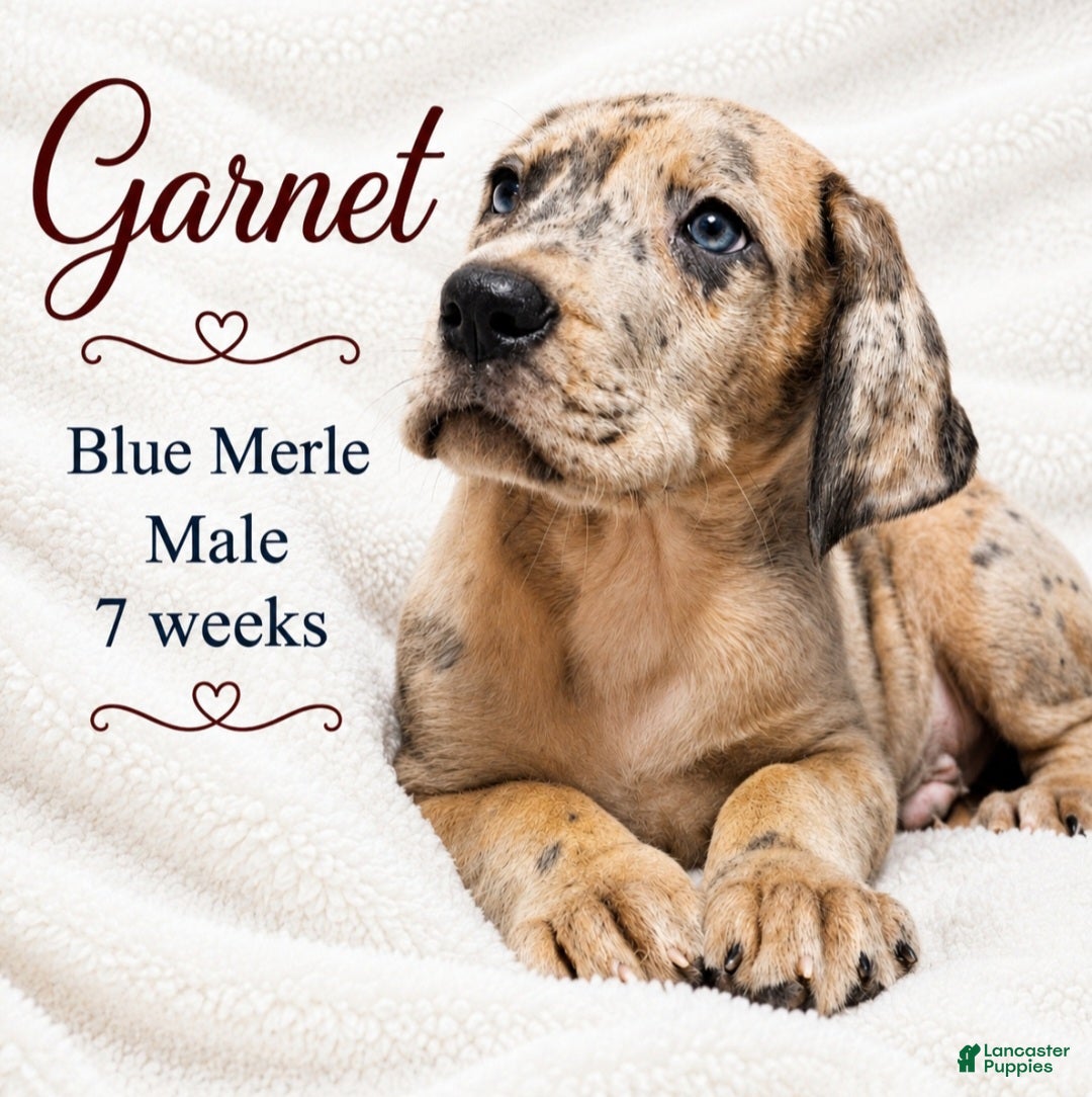 Great Dane dogs Garnet - Ad 18
