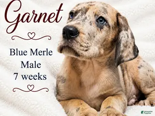 Great Dane dogs Garnet - Ad 18