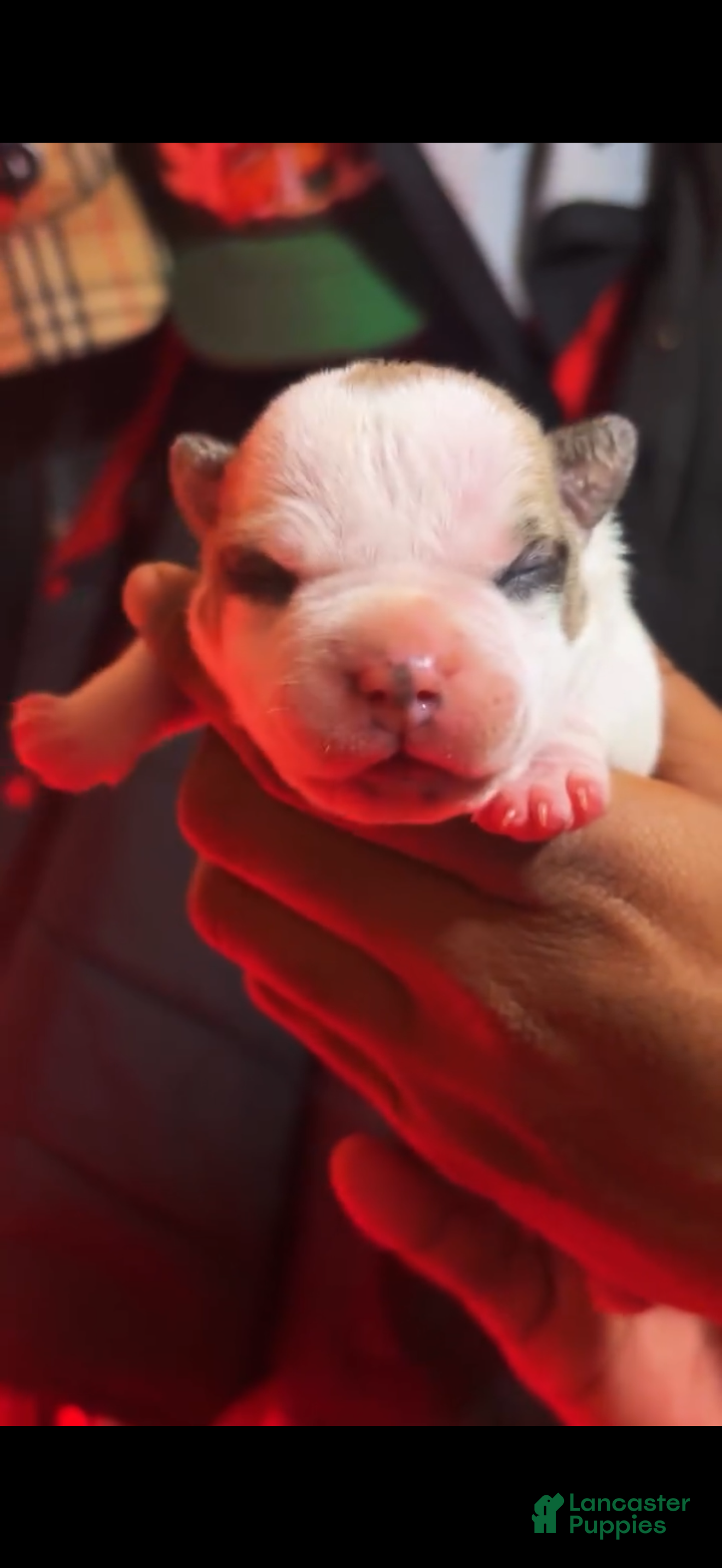 American Bully dogs American Bully Puppy 2 - Ad 2