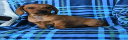 Miniature Dachshund dogs for sale: Eloise - Ad 4