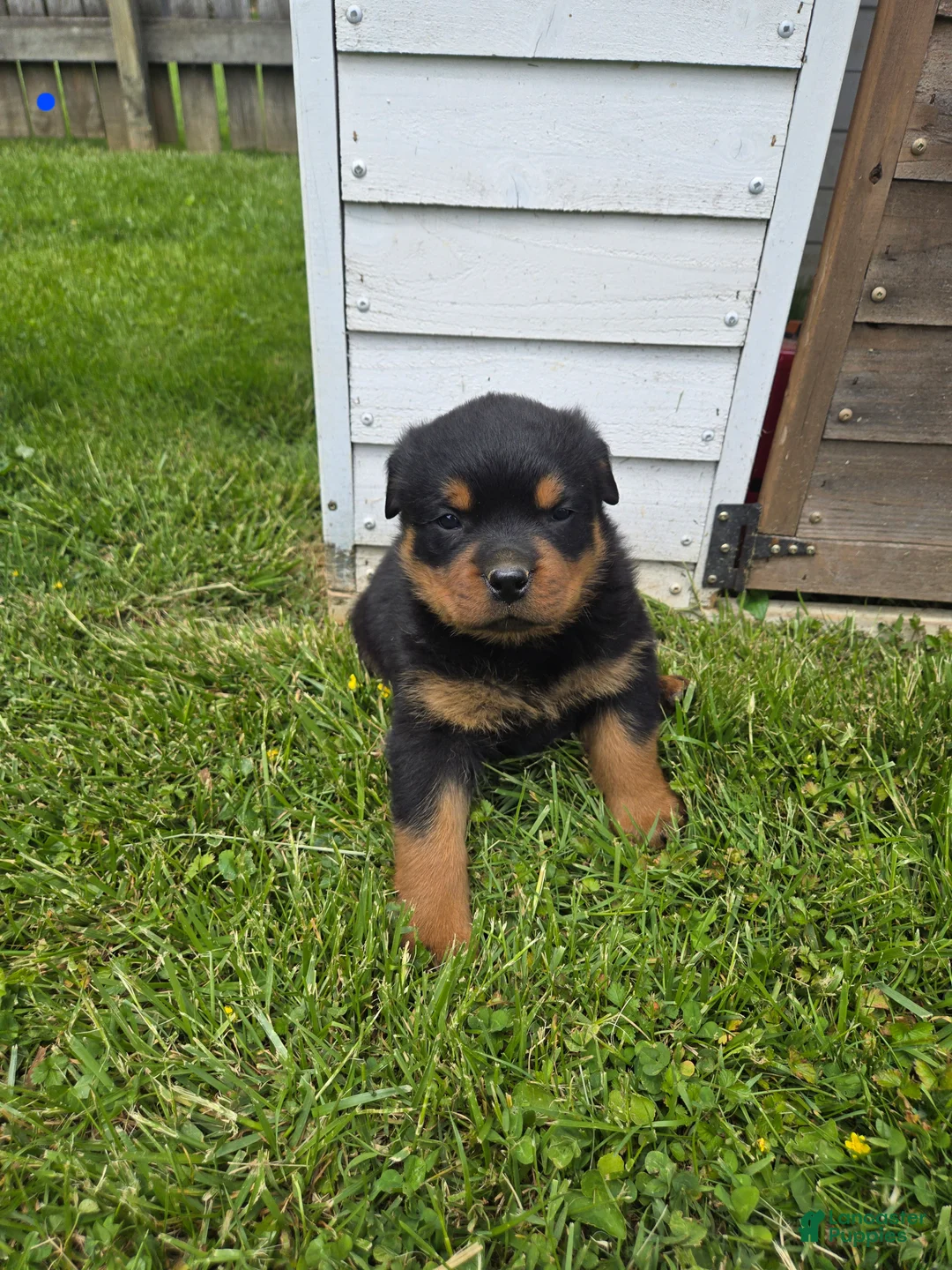 Rottweiler dogs for sale: Bingo  - Ad 1