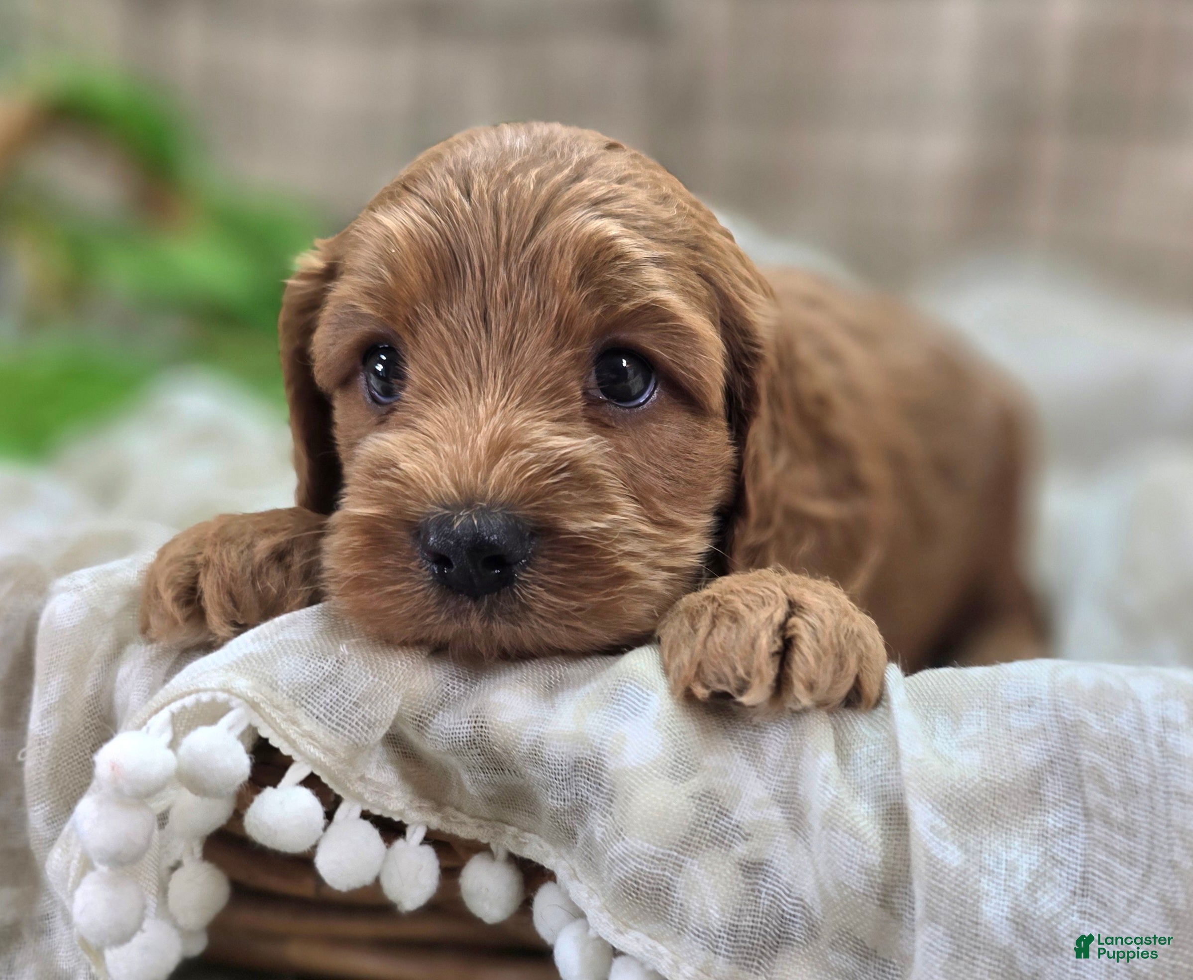 Cockapoo dogs Cerulean - Ad 14