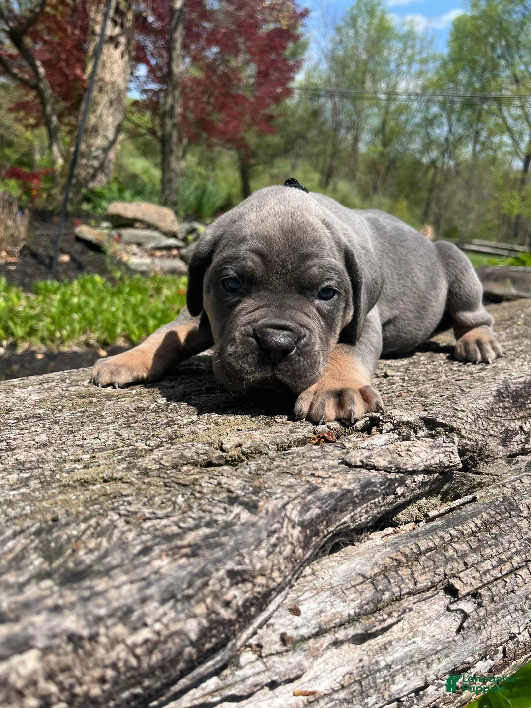 Cane Corso dogs for sale: Ace - Ad 2