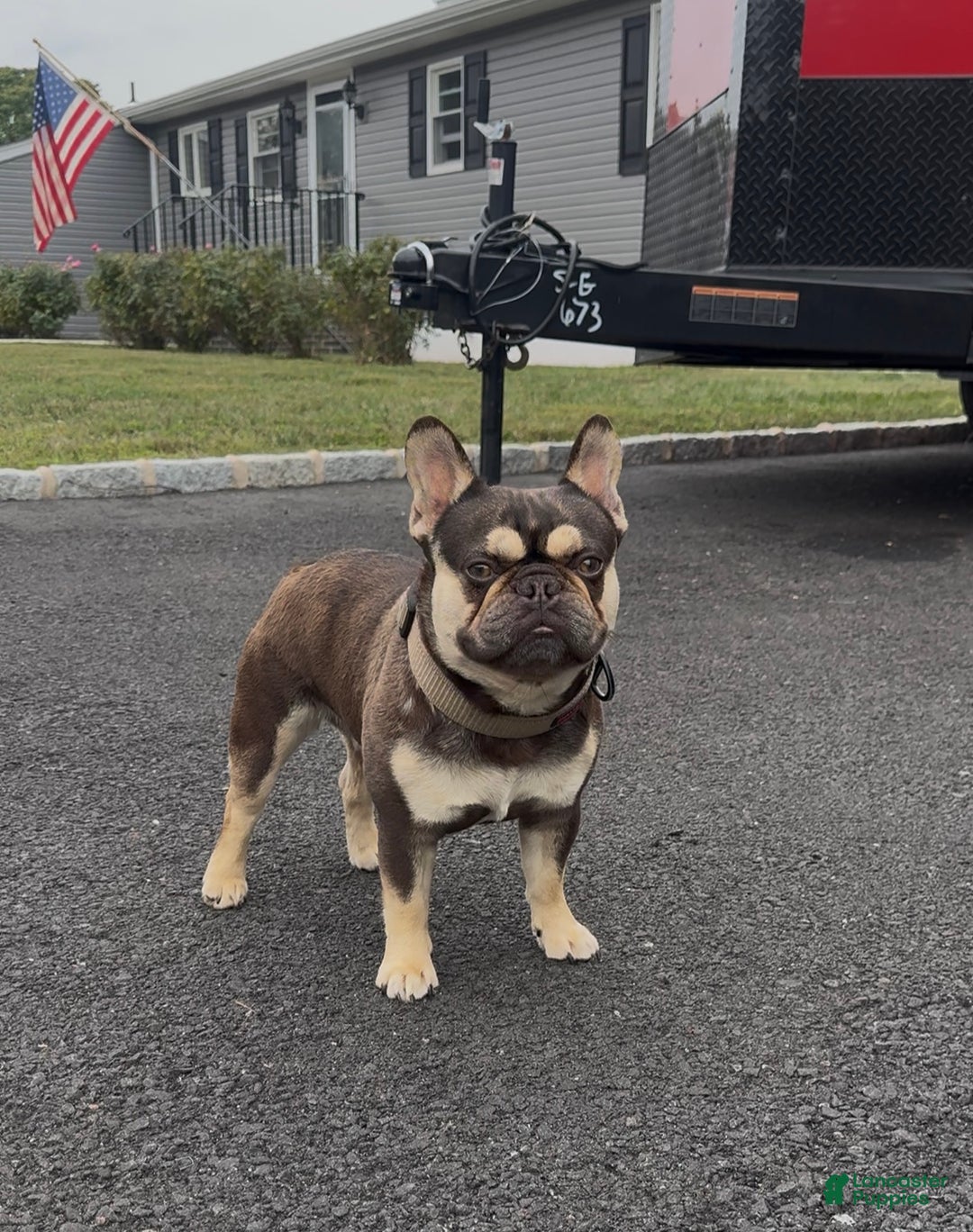 French Bulldog dogs for sale: Saint - Ad 3