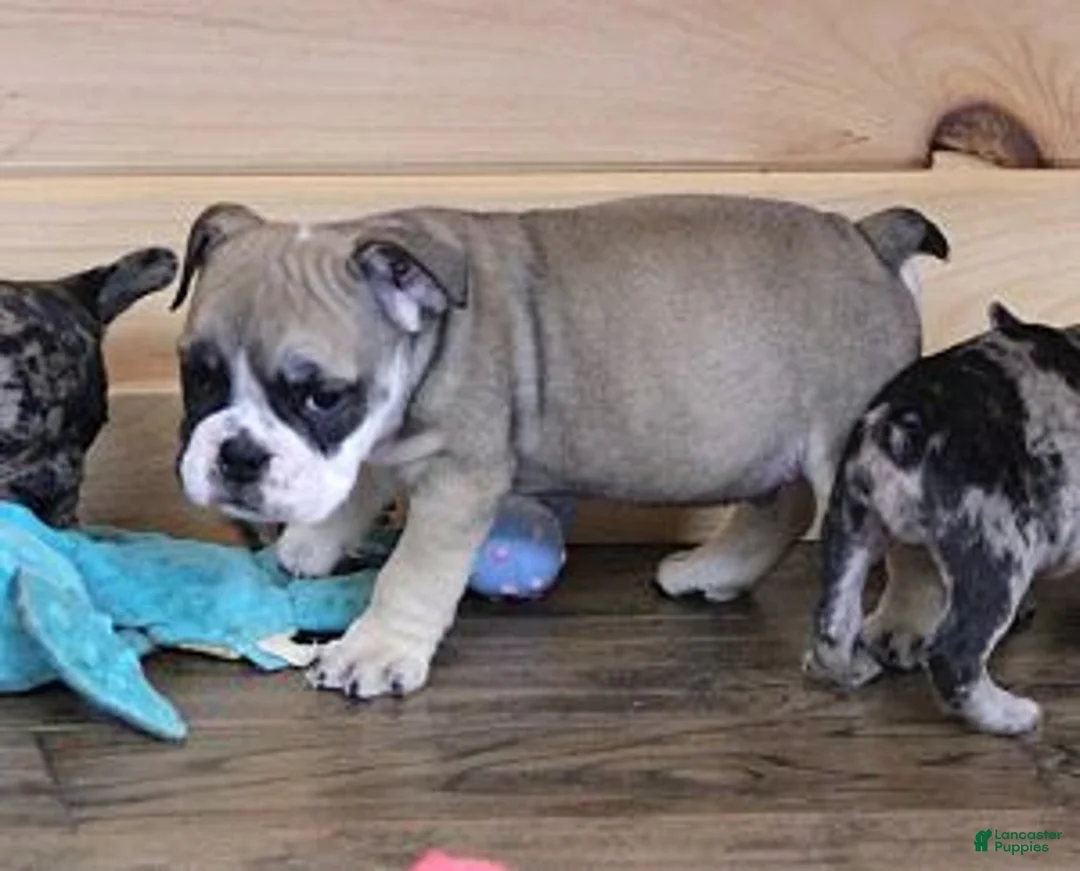 English Bulldog dogs for sale: GABE FAWN & WHITE - Ad 6