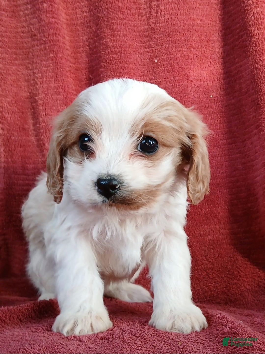 Cavapoo dogs for sale: Bryce - Ad 2