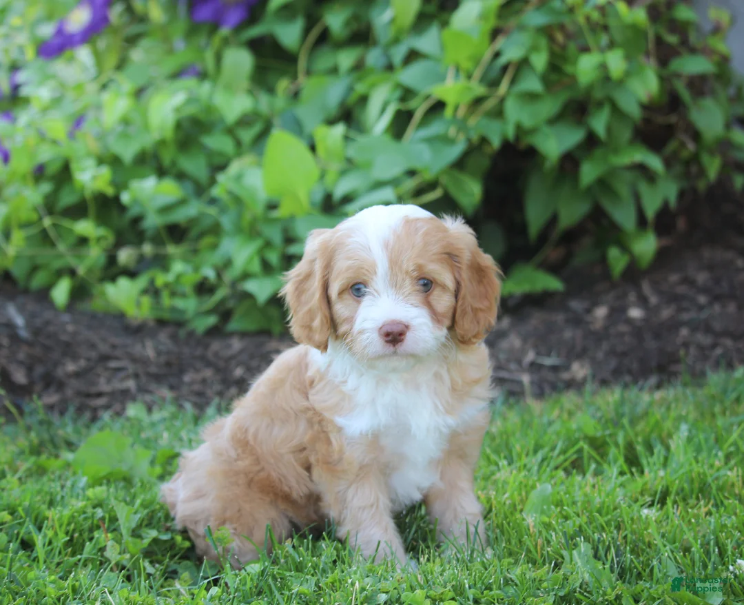 Cavapoo dogs for sale: Bella - Ad 1