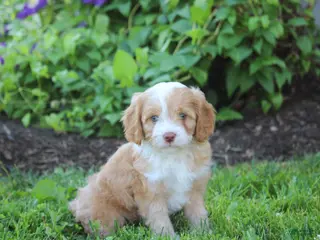 Cavapoo dogs for sale: Bella - Ad 4
